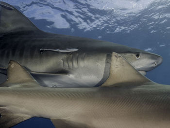 Close-up of fish swimming in sea