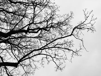 Low angle view of silhouette bare tree against sky
