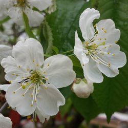 Close-up of white cherry blossoms