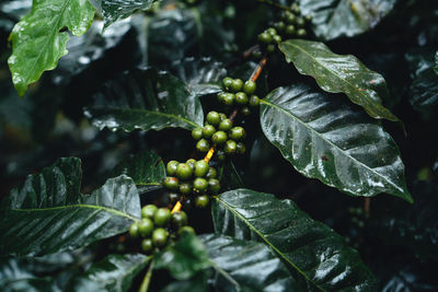 Close-up of fruits growing on plant