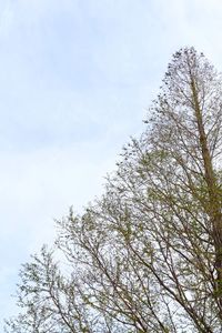 Low angle view of tree against sky