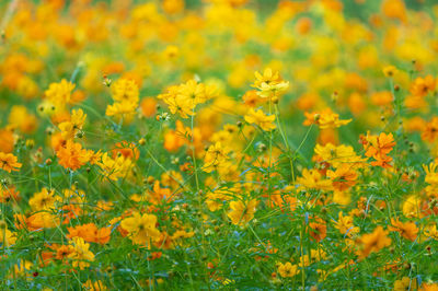 Close-up of yellow flowering plants on field