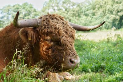 View of an highland  cattle on field