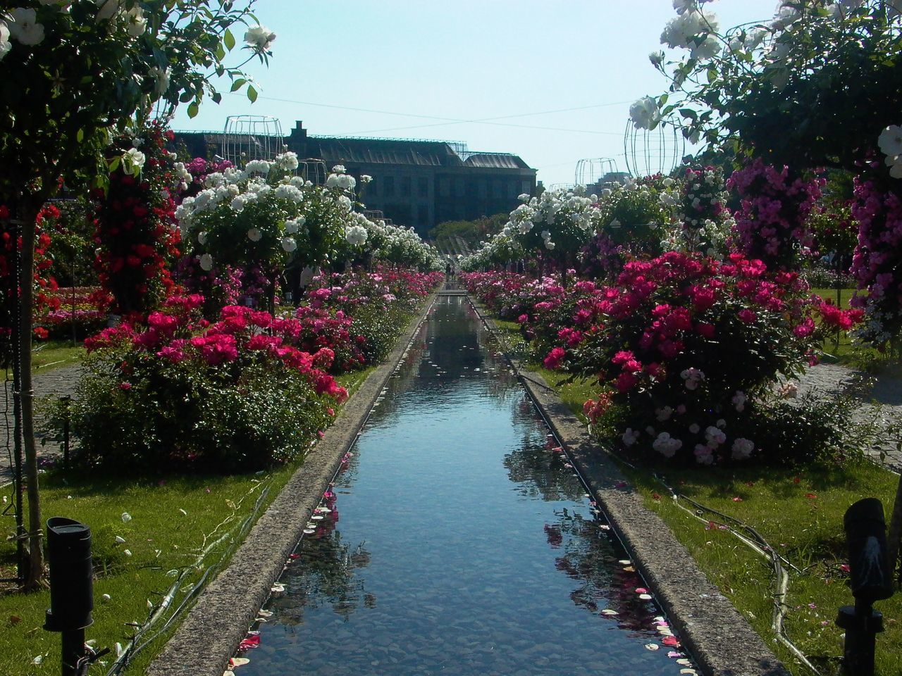 water, growth, tree, nature, outdoors, flower, plant, day, no people, clear sky, beauty in nature, sky