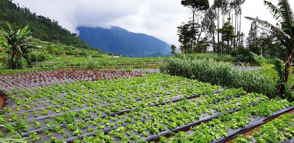 Scenic view of agricultural field against sky