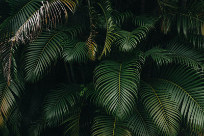 Low angle view of palm trees