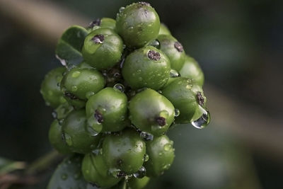 Close-up of wet berries growing on plant