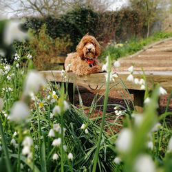 View of a dog looking away