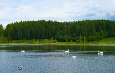 Ducks swimming in lake