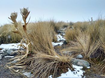 Close-up of snow on landscape against sky