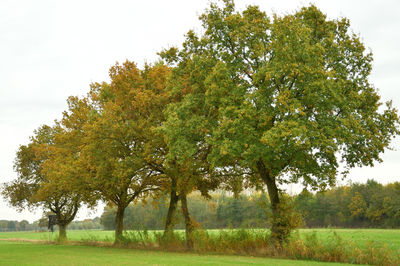 Trees in grass