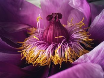 Close-up of purple flowering plant 