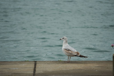 Seagull perching on wooden post in sea