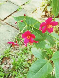 Close-up of pink flowers blooming outdoors