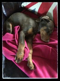 Dog sleeping on bed