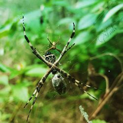 Close-up of insect