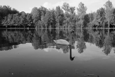 Swan swimming on lake against trees