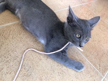 High angle view of cat lying on tiled floor