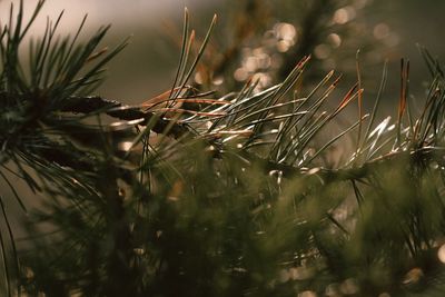 Close-up of plant growing on field