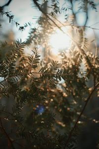 Low angle view of tree branches against sky