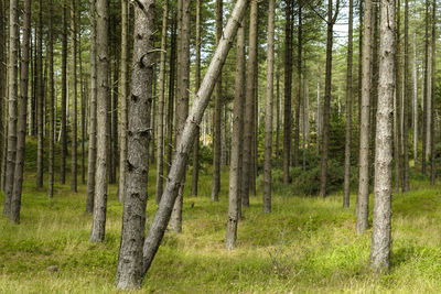 Pine trees in forest
