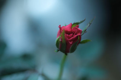 Close-up of rose against blurred background