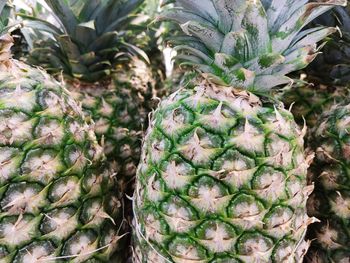 High angle view of succulent plants in market