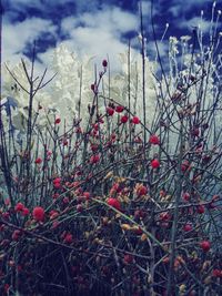 Close-up of red flowers against sky