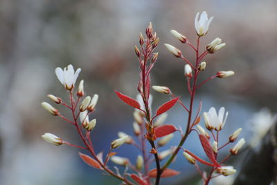 Close-up of flowering plant