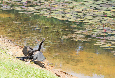 High angle view of bird flying over lake