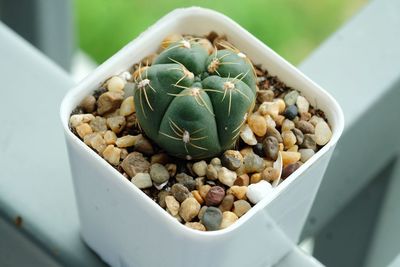 High angle view of succulent plant in container