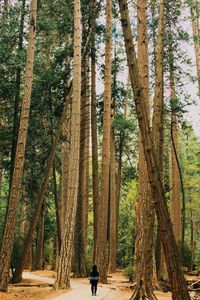 People walking in forest