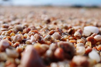 Close-up of berries on beach