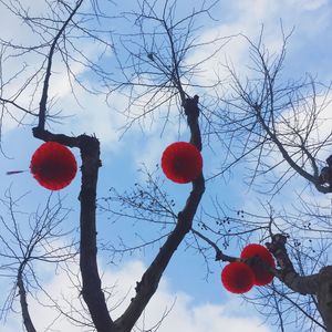 Low angle view of fruits on tree against sky