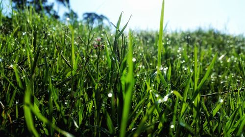 Close-up of water drops on grass