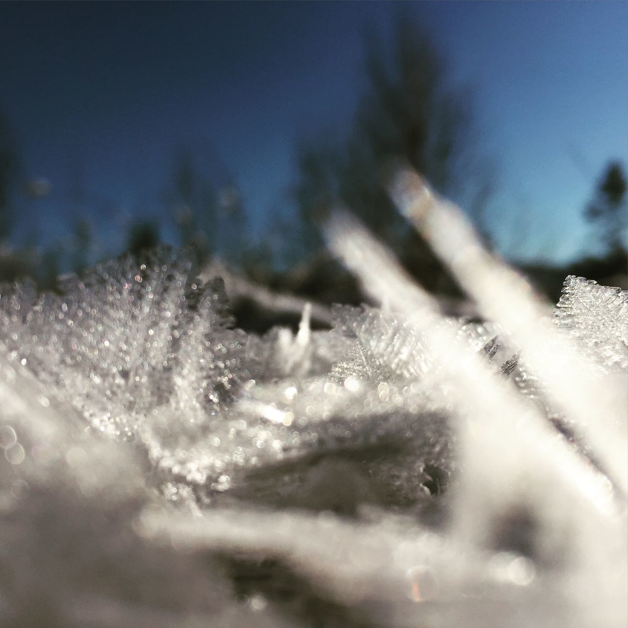 close-up, growth, nature, focus on foreground, beauty in nature, selective focus, fragility, plant, cold temperature, winter, tranquility, white color, season, day, outdoors, freshness, no people, snow, softness, field