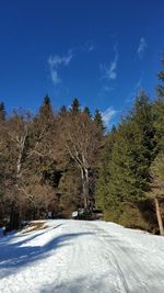 Snow covered land and trees against sky