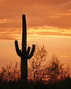 Silhouette saguaro cactus plant on field against orange sky