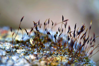 Close-up of grass