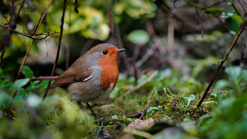 Close-up of a bird perching on a tree
