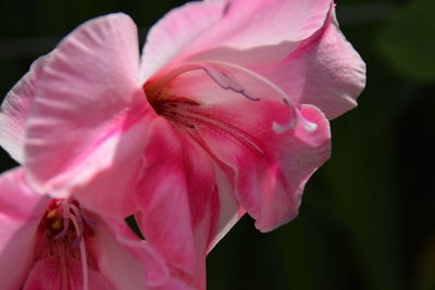 Close-up of pink rose flower