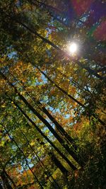 Low angle view of trees