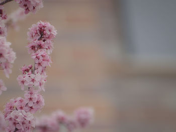 Close-up of pink cherry blossoms