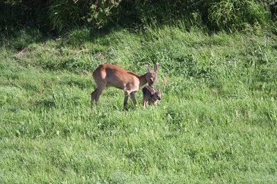 Horse on field