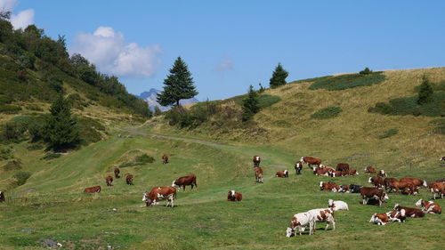 Flock of sheep grazing in a field