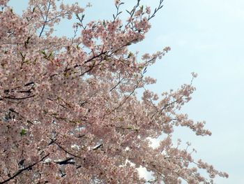 Low angle view of cherry blossom against sky