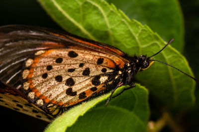 Close-up of butterfly on leaf