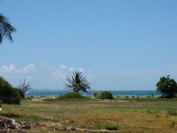 Scenic view of palm trees on field against sky
