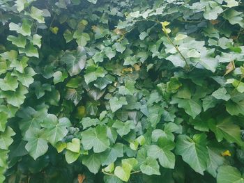 High angle view of green leaves on field