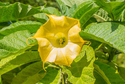 Close-up of yellow flowering plant leaves